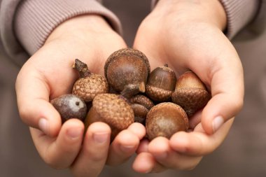 Çocuk meşe palamudu tutuyor, sonbahar kavramı avuç dolusu meşe palamudu tutuyor, Eller ve Meşe palamudu.