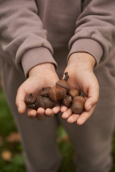 Child Holding Acorns, Fall Concept Holding Handfuls of Acorns, Hands with Acorns Shot From Above