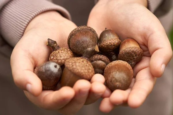 Çocuk meşe palamudu tutuyor, sonbahar kavramı avuç dolusu meşe palamudu tutuyor, Eller ve Meşe palamudu.