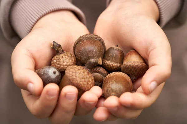 Çocuk meşe palamudu tutuyor, sonbahar kavramı avuç dolusu meşe palamudu tutuyor, Eller ve Meşe palamudu.