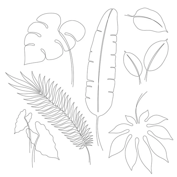 各种热带树叶的连续线图 龟背竹 卡来登剧院 香蕉和棕榈的单行矢叶 轮廓线艺术设计元素或插图 — 图库矢量图片