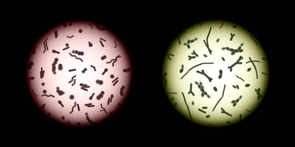 Mikroskop, patojen ve simbiyotik mikroorganizmalar veya iyi ve kötü bakteri soyut kavram vektör altında insan microbiota örnekleri, çeşitli bakteri hücreleri bir mikroskop görüş alanı içinde lekeli