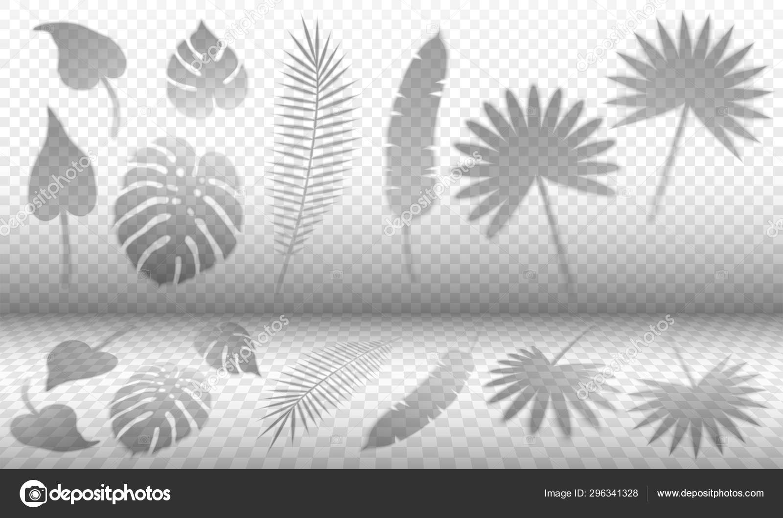 Download Tropical Leaves Shadow Overlay Templates Vector Image By C Cortex Projections Vector Stock 296341328
