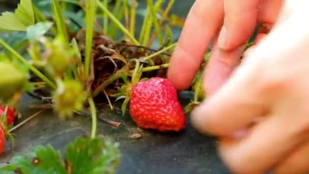 Hand zieht Erdbeeren vom Strauch — Stockvideo