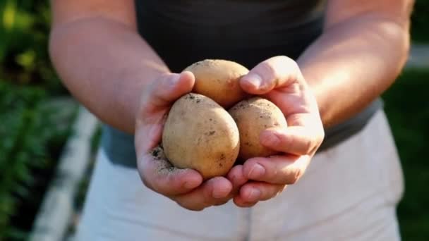 Man met biologische aardappelen in handen — Stockvideo