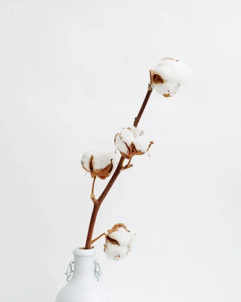 Beyaz vazo ve pamuk şube ile yüksek anahtar kompozisyon. Minimalizm kavramı.