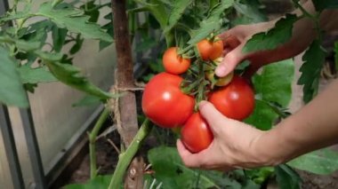 Çiftçi domates hasat. Kadının malzeme çekme taze domates kevgir için eller..