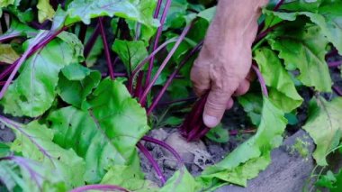 Çiftçilerin toprak dışına sürükleyerek genç pancar ver. Beetroots yaprak ile.