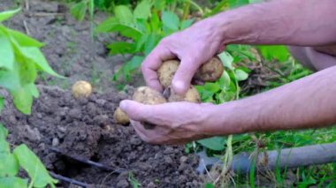 Çiftçilerin toprak dışına sürükleyerek genç patates el.