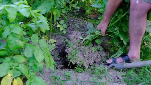 Farmers hand dragging young potato out of soil. — Stock Video