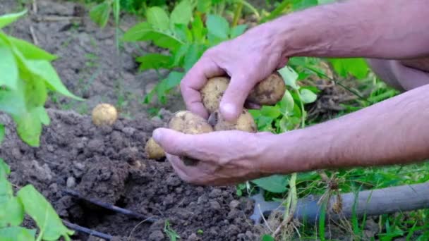 Rolnicy ręka przeciąganie młodych ziemniaków z gleby. — Wideo stockowe