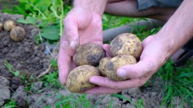 Çiftçilerin toprak dışına sürükleyerek genç patates el.