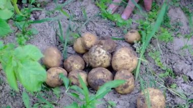 Bir sebze bahçesinde genç organik patates