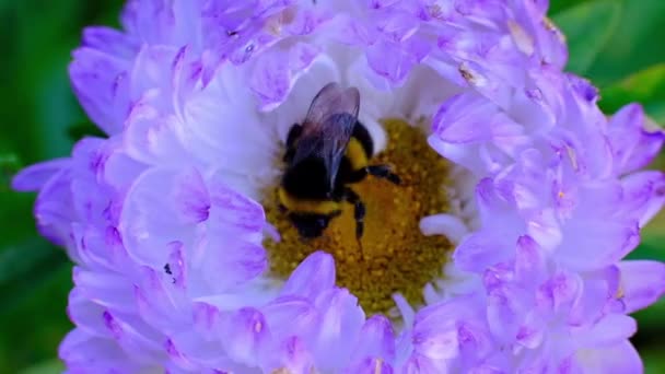 Um close-up de uma abelha recebendo algum pólen de uma bela flor — Vídeo de Stock