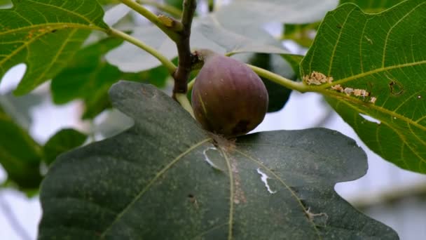 Kvinnans hand tar en fig frukt från ett träd — Stockvideo