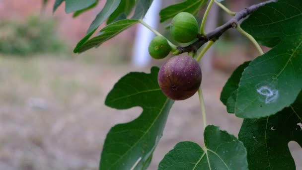 Женская рука берет плоды инжира с дерева — стоковое видео