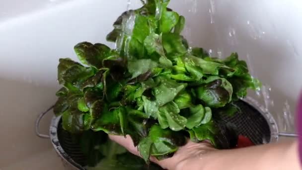 Mulher lavando salada fresca verde — Vídeo de Stock