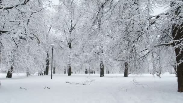 Hermoso parque de la ciudad cubierto de nieve en invierno — Vídeo de stock