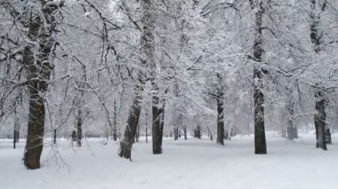 Kışın güzel karla kaplı Şehir Parkı