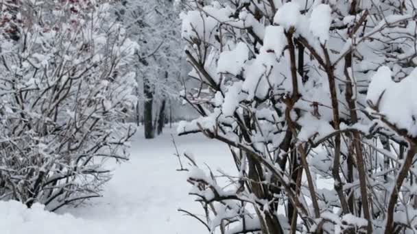 Schöner schneebedeckter Stadtpark im Winter — Stockvideo