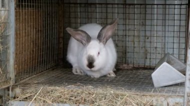 Kafesteki beyaz tavşan. Ev ekonomisi tarım konsepti.
