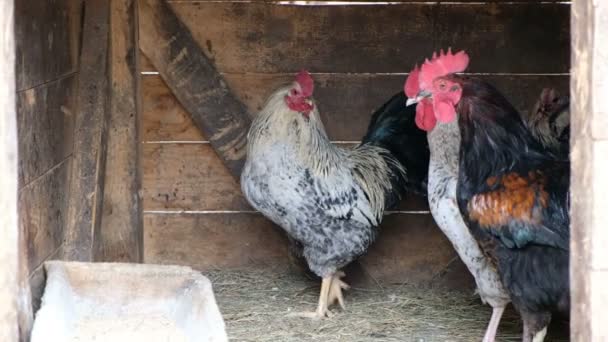 Färgglada tuppar i hönshuset. Vuxen vacker tupp gå på marken i ett hönshus. — Stockvideo