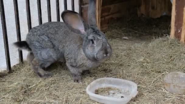 Grijze konijn in een kooi. Home Eco Farm concept. — Stockvideo