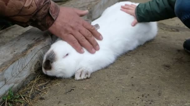 Childs y manos masculinas acariciando a un conejo blanco — Vídeos de Stock