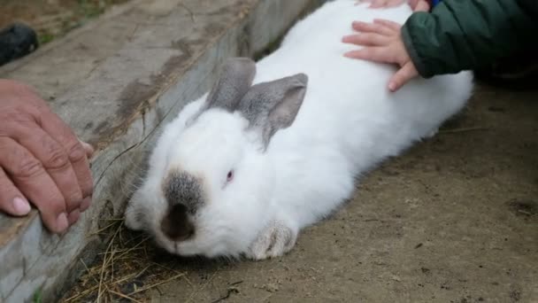 Childs och manliga händer petting en vit kanin. Man tar en kanin öron och hålla den — Stockvideo
