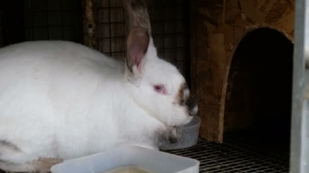 Lapin blanc dans une cage. Concept de ferme écologique à domicile . — Video