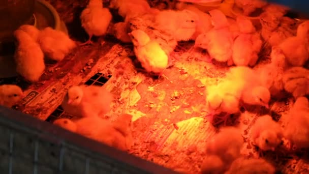 Pollitos en una jaula con lámpara infrarroja. Home concepto de granja ecológica, henshouse — Vídeos de Stock