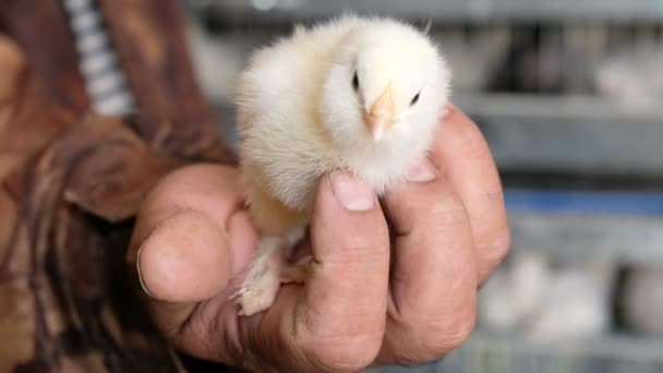 Hombre sosteniendo pollita en su mano, concepto de granja en casa — Vídeos de Stock