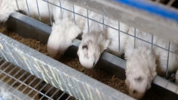 Cailles dans les cages de la ferme avicole. La caille mange de la nourriture dans le poulailler. Cailles de reproduction dans l'exploitation avicole . — Video