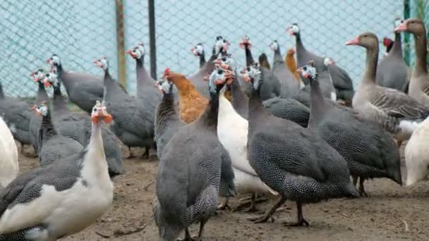 Galeeny, Hahn und Huhn, die auf dem Boden neben dem Hühnerstall spazieren. Öko-Bauernhof-Konzept. — Stockvideo