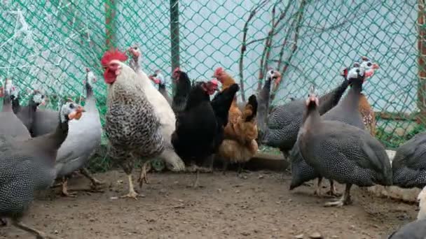 Galeeny, gallo y pollo caminando por el suelo junto al gallinero. Home concepto de granja ecológica . — Vídeos de Stock