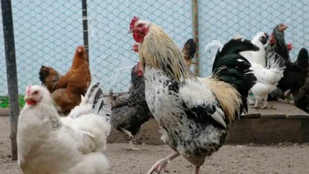 Gallos y gallinas caminando por el suelo junto al gallinero. Home concepto de granja ecológica . — Vídeos de Stock