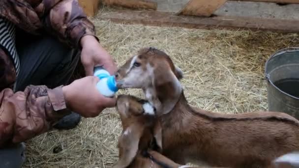 Милые маленькие козы едят из бутылки молока. Концепция домашней экофермы . — стоковое видео