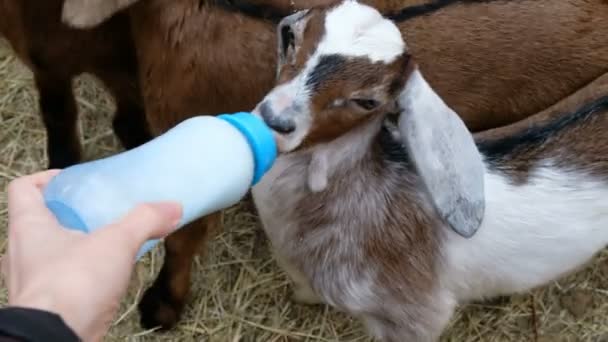 Милые маленькие козы едят из бутылки молока. Концепция домашней экофермы . — стоковое видео