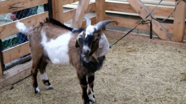 Keçi. Köydeki bir çiftlikte tasmalı bir keçi portresi. Güzel keçi poz.