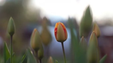 Bahar kavramının başlangıcı: lalegüzel gün batımı çekim, yakın