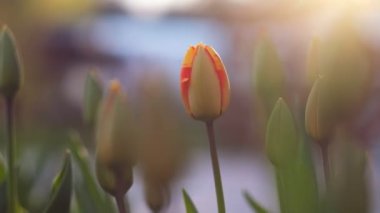 Bahar kavramının başlangıcı: lalegüzel gün batımı çekim, yakın