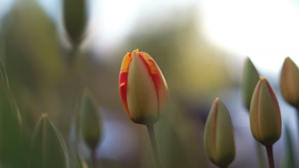Inizio del concetto primaverile: bel tramonto di tulipani, primo piano — Video Stock