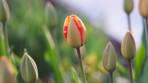 Début du concept printanier : magnifique coup de soleil couchant de tulipes, gros plan — Video