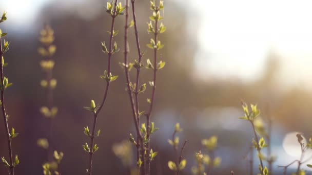 Principio del concepto de primavera: hermosa toma de hojas jóvenes a la luz del suset — Vídeo de stock