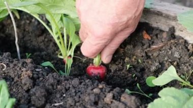 Erkek Çiftçi El Yaz Close Up Taze Olgun Turp Toplama.