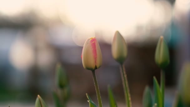 Início do conceito de primavera: belo pôr do sol tiro de tulipas, close-up — Vídeo de Stock