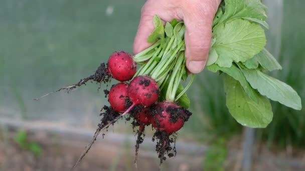 Main de fermier mâle tenant des radis frais mûrs en été Fermer . — Video