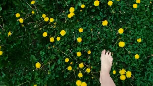 Concepto de verano: Pies femeninos en zapatillas blancas en el campo de hierba verde con dientes de león amarillos — Vídeo de stock