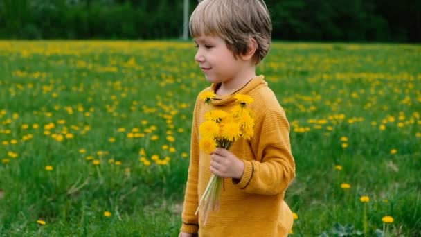 Schattige kleine jongen wandelen met paardebloemen, zomer buitenshuis — Stockvideo