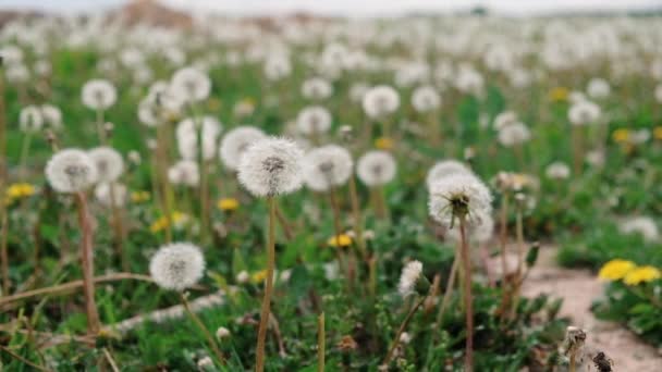 Witte paardebloemen in de zomertuin close-up — Stockvideo